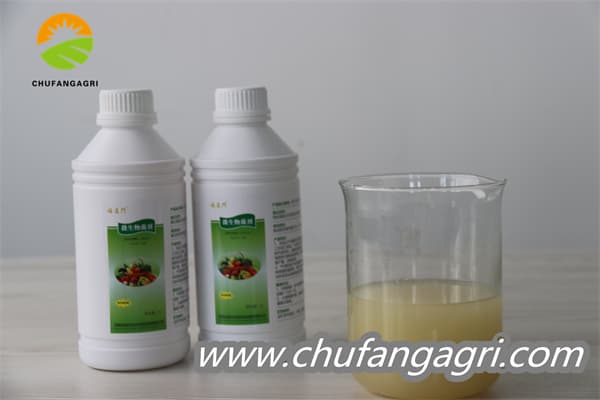 Bacillus amyloliticus(BAA)