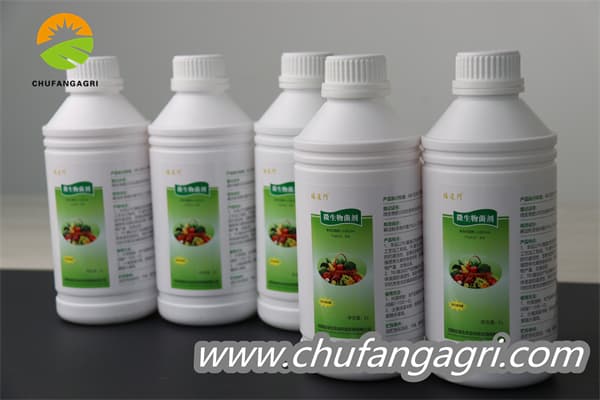 XMD Bacillus amyloliticus