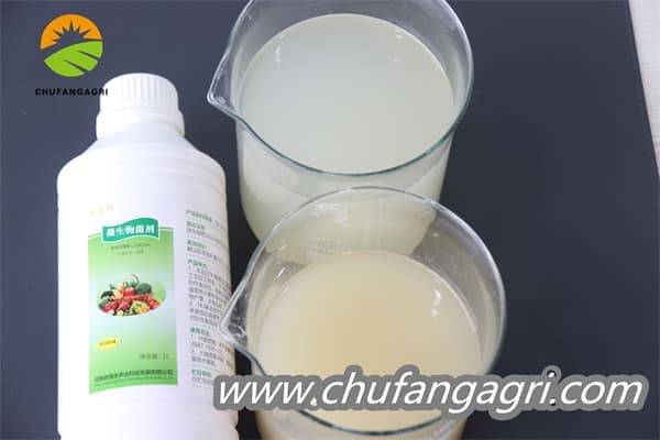 Chufangagri Bacillus amyloliticus(TKJ)