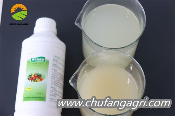 Bacillus amyloliticus(BAA)