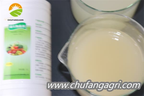 XMD Bacillus amyloliticus(TKJ)