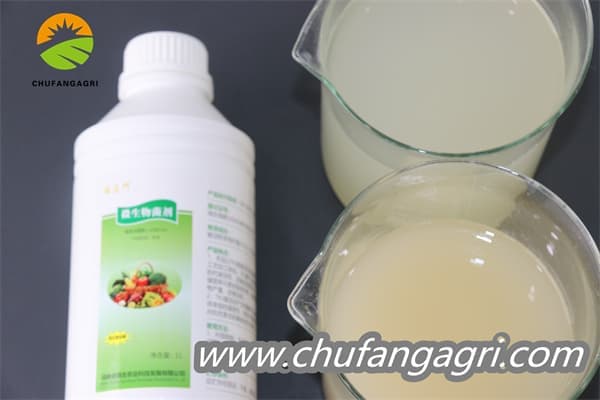 Chufangagri Bacillus amyloliticus(BAA)