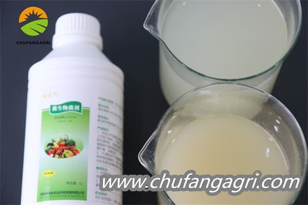 XMD Bacillus amyloliticus