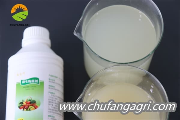 Bacillus amyloliquefaciens (TKJ)