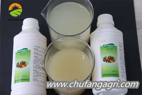 Bacillus amyloliticus