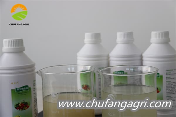 XMD Bacillus amyloliticus(TKJ)