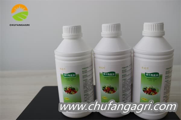 XMD Bacillus amyloliticus(TKJ)