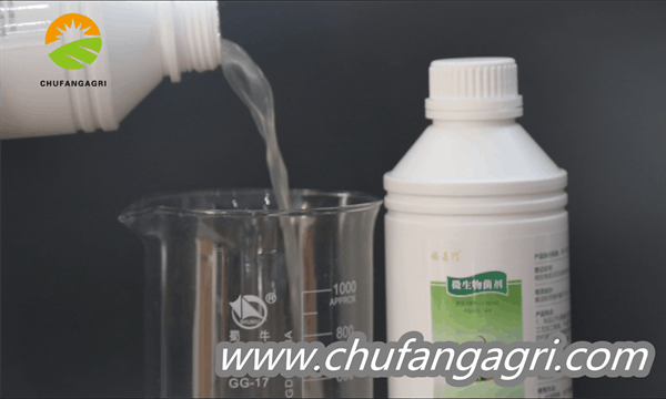 XMD Bacillus amyloliticus(TKJ)