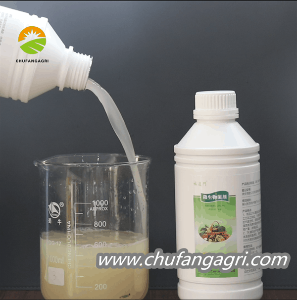 Chufangagri Bacillus amyloliticus(TKJ)