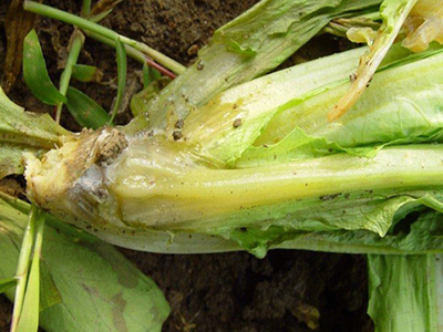 XMD microbial fertilizer
