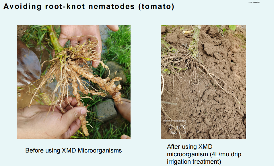 XMD Microbial Agent