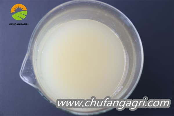 Bacillus amyloliticus