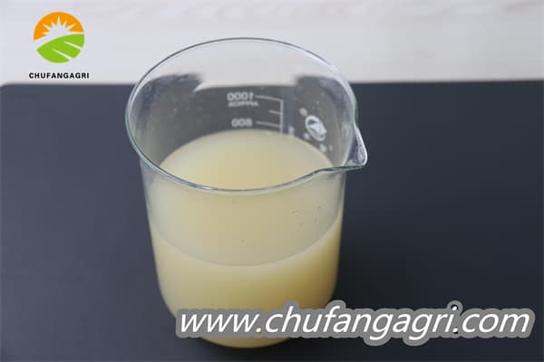 XMD Bacillus amyloliticus(BAA)