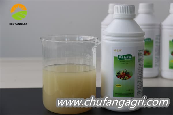 Bacillus amyloliquefaciens (TKJ)