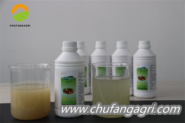 Chufangagri Bacillus amyloliticus(BAA)