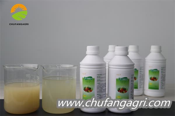 XMD Bacillus amyloliticus