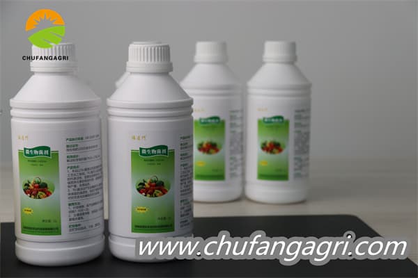 XMD Bacillus amyloliticus(BAA)