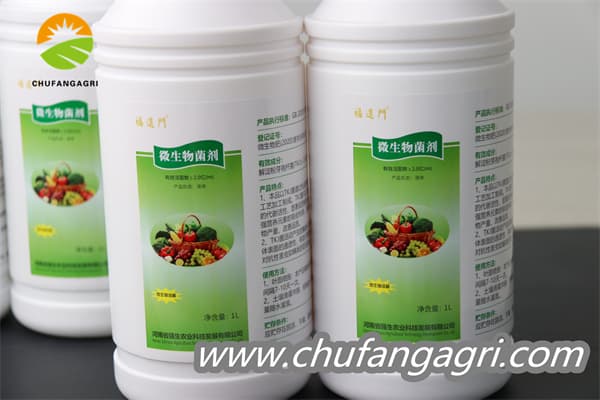 XMD Bacillus amyloliticus