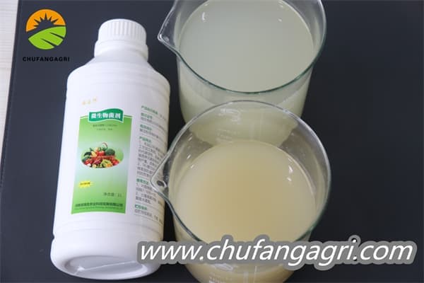 Bacillus amyloliticus