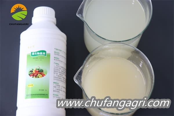 XMD Bacillus amyloliticus(TKJ)