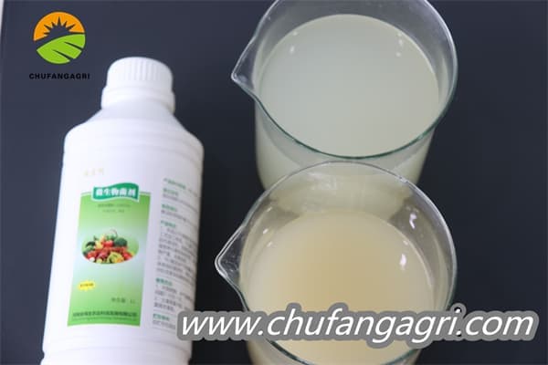 Chufangagri Bacillus amyloliticus