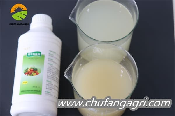 XMD Microbial Agent-Bacillus amyloliticus(BAA)