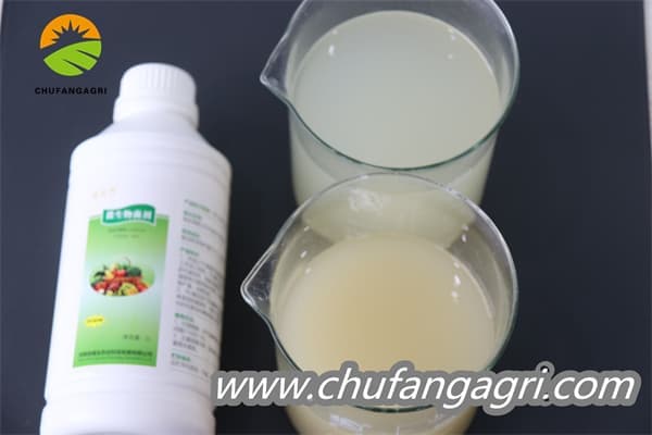 XMD Bacillus amyloliticus(TKJ)