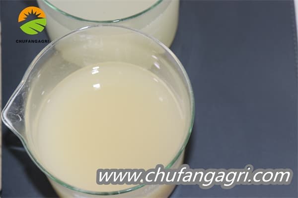 Bacillus amyloliticus(BAA)