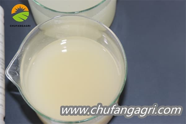 Chufangagri Bacillus amyloliticus