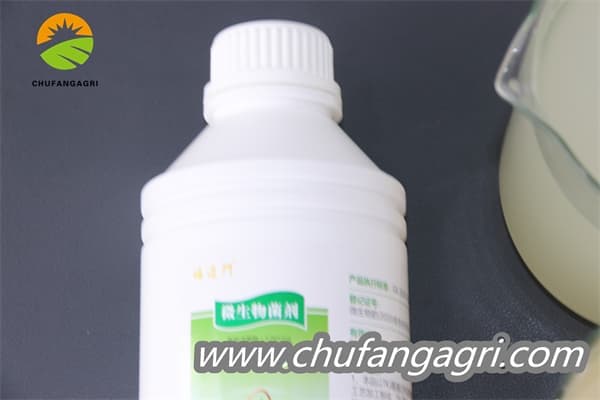 Bacillus amyloliquefaciens (TKJ)