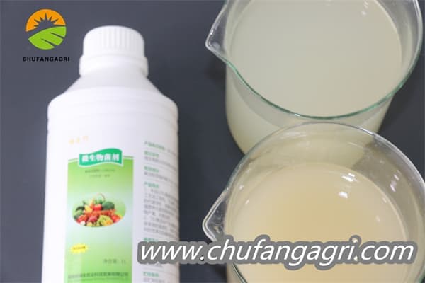 Chufangagri Bacillus amyloliticus(BAA)