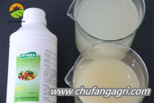 XMD Bacillus amyloliticus(BAA)
