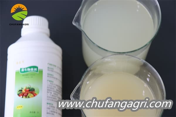 XMD Bacillus amyloliticus(TKJ)