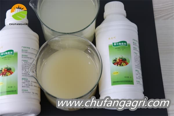 XMD Bacillus amyloliticus(TKJ)