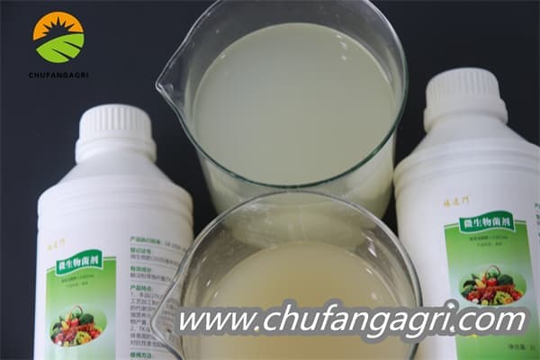 Bacillus amyloliquefaciens (TKJ)