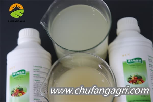 Bacillus amyloliticus