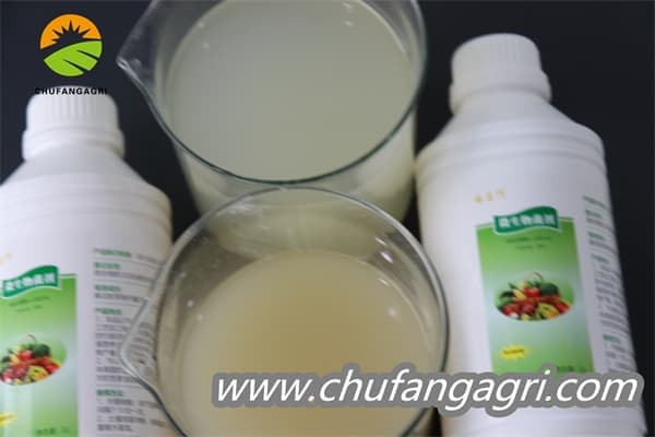 Bacillus amyloliticus(BAA)