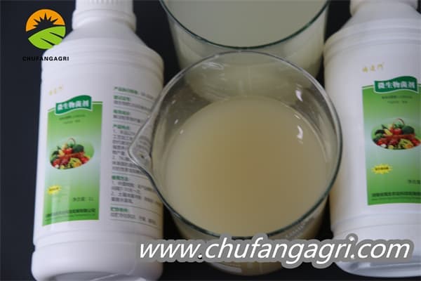 XMD Bacillus amyloliticus