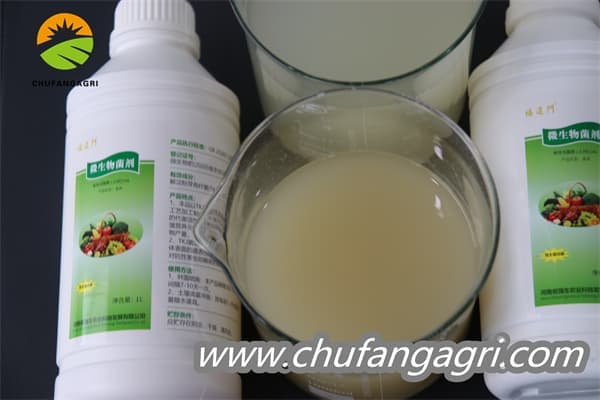 XMD Bacillus amyloliticus(BAA)