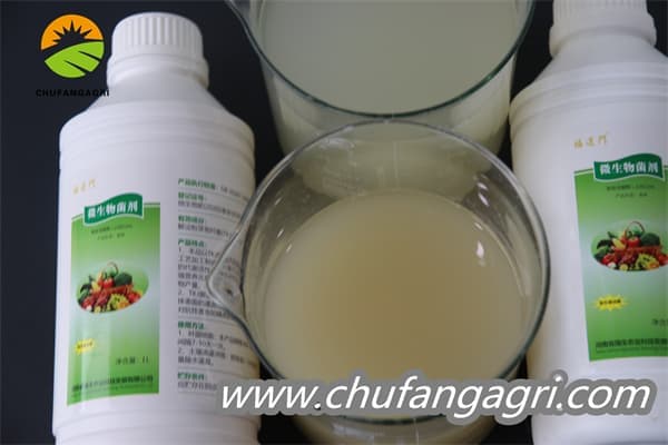 XMD Bacillus amyloliticus(TKJ)