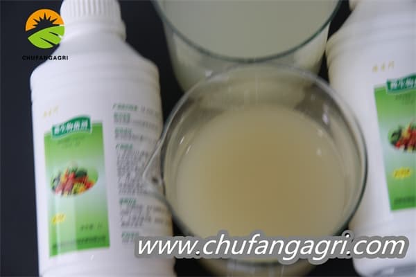 XMD Bacillus amyloliticus(BAA)