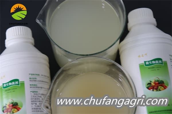Bacillus amyloliquefaciens (TKJ)