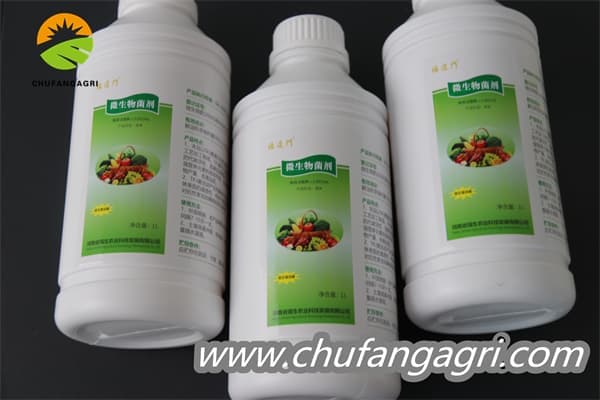 Bacillus — biological ally, improving crop health and nutrition.