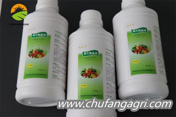 XMD Bacillus amyloliticus(TKJ)