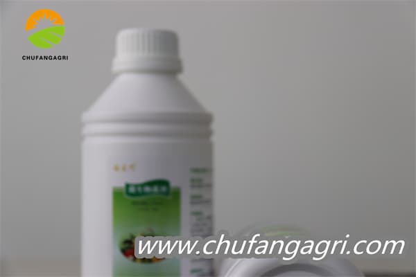 Bacillus amyloliticus