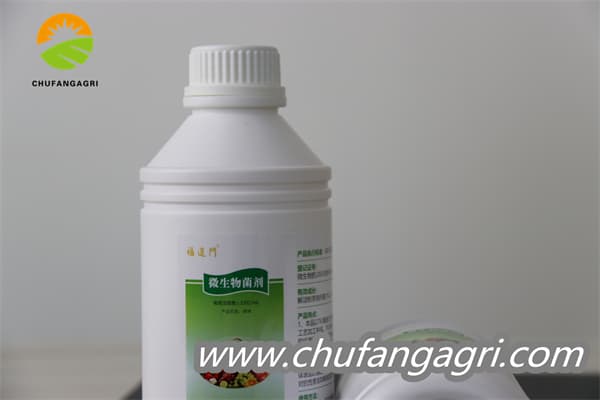 XMD Bacillus amyloliticus