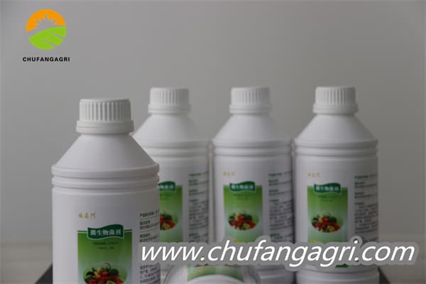 Bacillus amyloliticus(BAA)