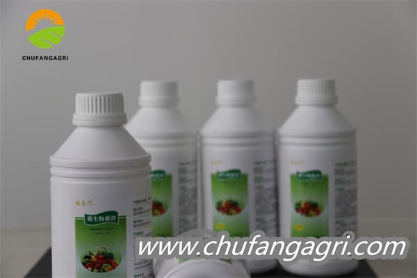 XMD Bacillus amyloliticus(BAA)