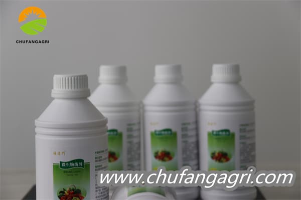 XMD Bacillus amyloliticus(TKJ)