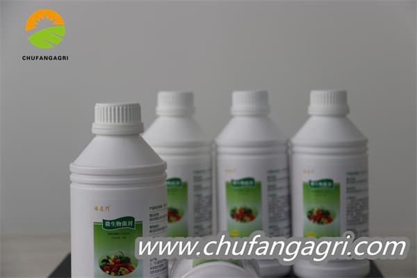 Bacillus amyloliticus(BAA)
